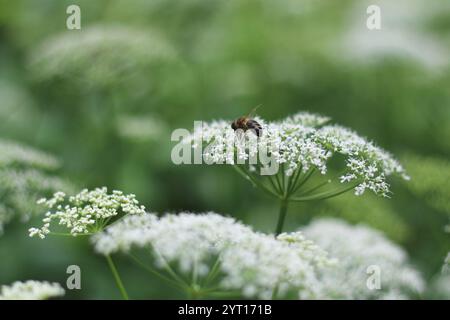 Eine Nahaufnahme einer Biene, die auf zarten weißen Blumen thront und in einer ruhigen Gartenumgebung bestäubt Stockfoto