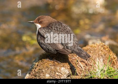 White-throated Dipper, Cinclus cinclus, alleinerwachsener Erwachsener ruht auf Stein im Bach, Lathkill Dale, Derbyshire, Großbritannien, 28. April 2007 Stockfoto