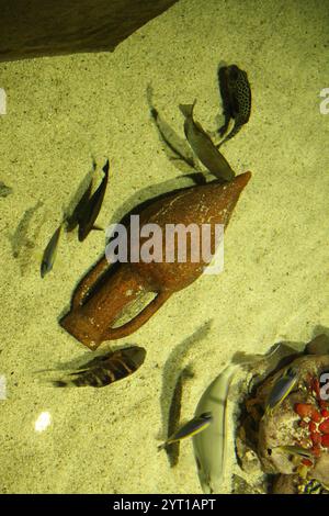 Parasalmo mykiss schwimmt in der Nähe einer alten Kanne mit anderen Fischen im Aquarium. Stockfoto