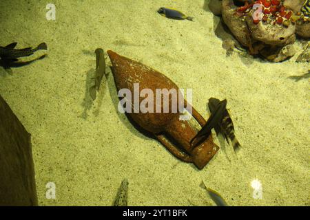 Parasalmo Mykiss-Fische versteckt sich vor anderen Fischen. Verschiedene Fischarten im Aquarium. Stockfoto