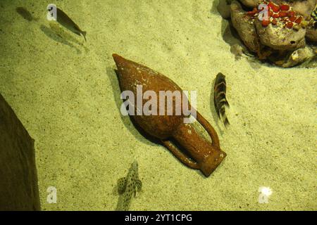 Amphoren auf dem Sand im Wasser. Eine alte Kanne in einem Aquarium. Fossil. Stockfoto