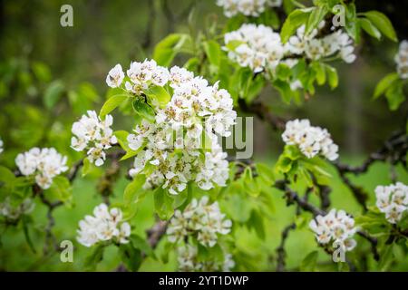 Pyrus communis, die gewöhnlichen Birnenblüten im Frühling. Zweige der alten Birne in Blüte auf einem Bokeh-Hintergrund. Stockfoto