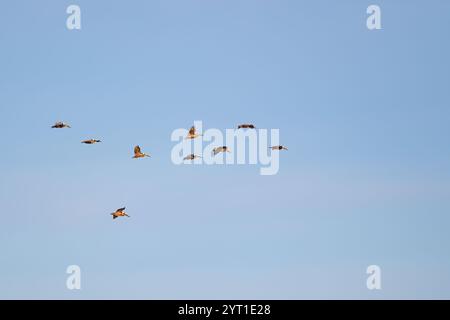 Eine Herde brauner Pelikane (Pelecanus occidentalis) im Flug gegen einen klaren blauen Himmel über Baja California Sur, Mexiko. Stockfoto