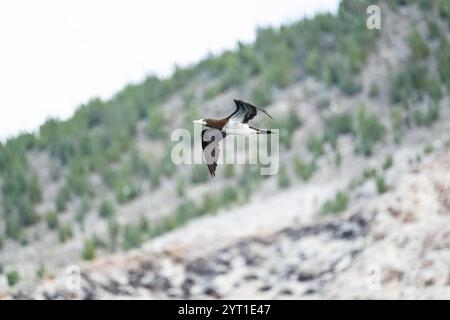 Ein brauner Booby (Sula leucogaster) im Flug über die Wüste an der Küste von Baja California Sur, Mexiko. Stockfoto