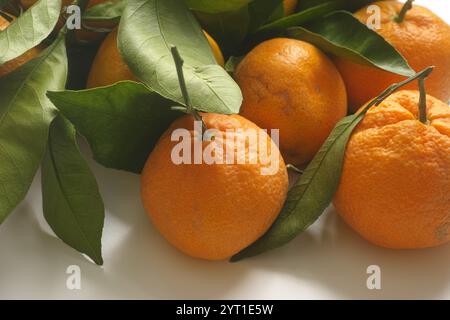 Frisch geerntete Bio-Mandarinen mit Blättern auf einem Tisch. Nahaufnahme. Stockfoto