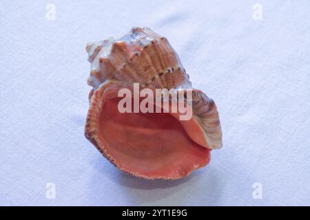 Leere Schale aus rapana venosa auf weißem Hintergrund Nahaufnahme. Stockfoto