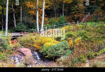 Wald im Herbst, lebhafte Farben, kleiner Bach durch die Blue Ridge Mountains, North Carolina Stockfoto