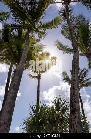 Sonnenstrahlen durch hohe Palmen mit blauem Himmel in Miami, Florida Stockfoto