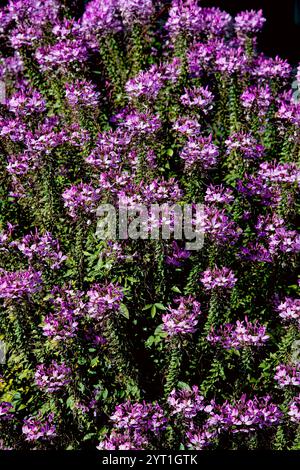 Blühender rosafarbener Spinnenblumenstrauch, ein schnell wachsendes, selbstsäendes Jahr mit zarten und luftigen Blüten. Stockfoto