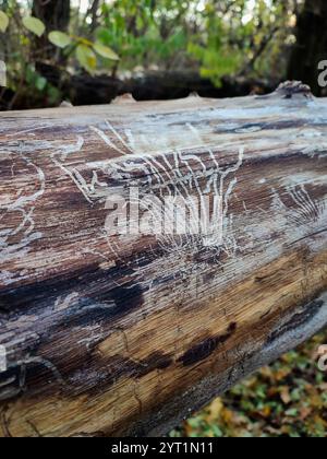 Rindenkäfer Spuren auf Baumstamm, Rindenkäfer Muster, Pilzbefall tötende Bäume, Myzel, Waldleben, Botanik, schädliche Insekten Auswirkungen, Holz Stockfoto