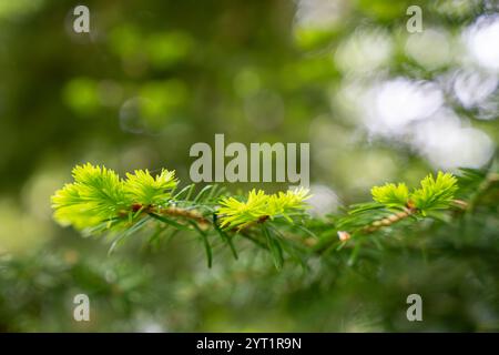 Nahaufnahme der Fichtenspitzen, neues Wachstum an Fichtenbaum im Frühjahr. Frische Fichtenspitzen im Wald. Im Frühjahr wurden junge Fichtensprossen gegessen. Stockfoto