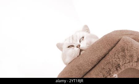 Die flauschige weiße britische Kurzhaarkatze schläft auf einem Katzenbaum. Farbe des Jahres Mocha Mousse. Süßes junges weißes Kätzchen auf grauem Bett mit Kopierraum. Stockfoto