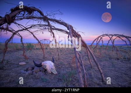 Blackfeet Indian Sweat Lodge mit Bison Skull, Ulm Pishkun State Monument, in der Nähe von Great Falls, Montana, USA Stockfoto