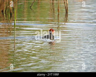 Eurasische Coot-Küken mit flauschigem rotem und gelbem Gefieder auf dem Kopf schwimmen allein im Leighton Moss RSPB Nature Reserve Lancashire, England, Großbritannien Stockfoto