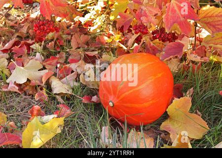 Rote Winterkürzel vor dem Hintergrund des Herbstviburnums Stockfoto