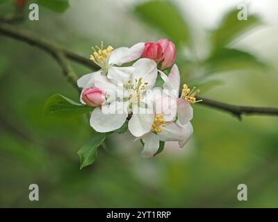 Rosafarbene und weiße Blüte des Apfelbaums (Malus pumila) im Frühling in Cumbria, England, Großbritannien Stockfoto