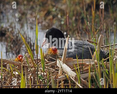Eurasischer Coot (Fulica atra) mit rotem Auge, weißem Schnabel und Frontalschild und Küken mit flauschigem rotem und gelbem Kopfgefieder auf dem Nest Lancashire, England, UK Stockfoto