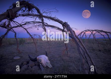 Blackfeet Sweat Lodge mit Vollmond und Bison Skull, Ulm Pishkun, Montana, USA Stockfoto