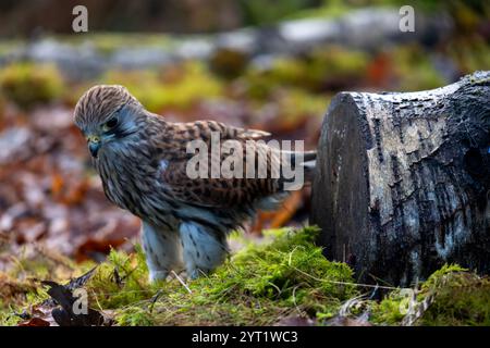 Nahaufnahme des Common Kestrel Stockfoto