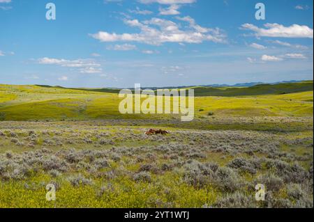 USA; Montana, Little Big Horn, Battlefield, National Monument Stockfoto