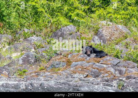 Schlafender Schwarzbär (Ursus americanus vancouveri) auf Bärenbeobachtungsausflug, Tofino, Vancouver Island, British Columbia, Kanada. Stockfoto