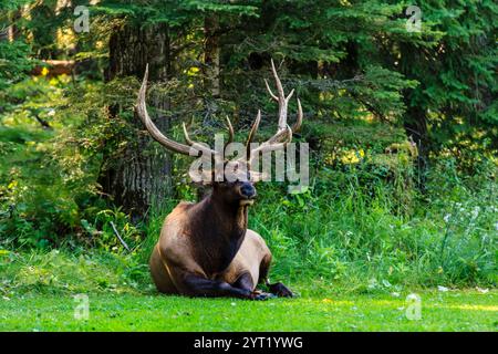 Ein großer Hirsch legt sich auf einem grasbewachsenen Feld nieder. Das Hirsch ist braun und hat große Geweihe. Ein Konzept von Ruhe und Frieden, da der Hirsch in einem ruht Stockfoto