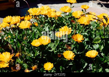 Calendula. Sie sind eine Gattung von etwa fünfzig Arten von jährlichen oder mehrjährigen Kräutern aus der Familie der Asteraceae Stockfoto