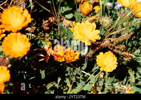 Calendula. Sie sind eine Gattung von etwa fünfzig Arten von jährlichen oder mehrjährigen Kräutern aus der Familie der Asteraceae Stockfoto
