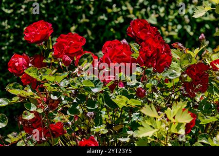 Beispiele für gemeinsame Bedeutungen verschiedener Rosen sind: Wahre Liebe (rot), Geheimnis (blau), Unschuld oder Reinheit (weiß), Tod (schwarz), Freundschaft ( Stockfoto