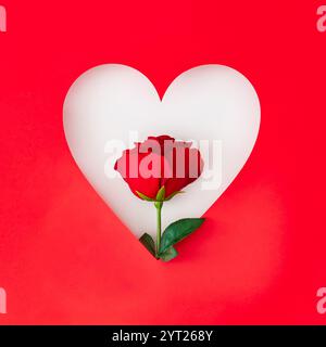Romantisches Layout mit roter Rosenblume im Herzen auf weißem und rotem Hintergrund. Minimales kreatives Liebeskonzept. Zum Valentinstag flach liegend. Stockfoto