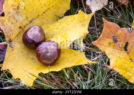 Zwei Kastanien auf leuchtend gelben Ahornblättern, umgeben von grünem Gras. Die Blätter zeigen herbstliche Farben, was auf eine saisonale Veränderung hinweist. Die Scen Stockfoto