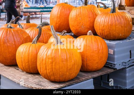 Eine Gruppe großer, orangener Kürbisse auf Holz- und Plastikkisten auf einem Markt. Stockfoto