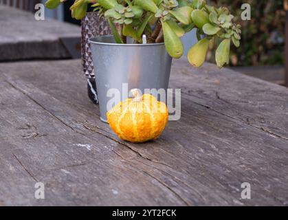 Ein lebhafter Kürbis auf einem rustikalen Holztisch in gemütlicher Restaurantatmosphäre. Stockfoto