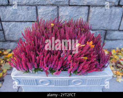 Leuchtende Heidekraut-Blüten blühen in einem Beton-Pflanzgefäß, umgeben von Herbstblättern Stockfoto