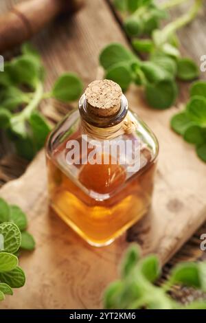 Eine Flasche Plectranthus oder Coleus amboinicus Sirup für Erkältung Stockfoto