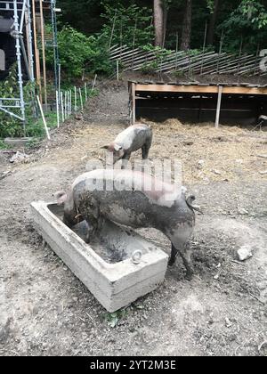 Zwei Freilandschweine genießen einen schlammigen Hof mit Betonrinne und rustikaler Umgebung im Open-Air Norsk Folkemuseum Stockfoto