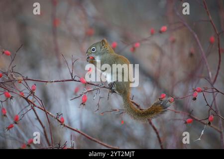Das kleine Eichhörnchen balanciert auf dem Zweig eines Rosenbusches und füttert Rosenbeeren. Stockfoto