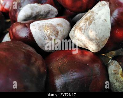 Nahaufnahme von frischen wilden Kastanienfrüchten, Castanea, manchmal auch Rosskastanie, rossauge, Konkerbaum genannt, oder spanische Kastanie - Aesculus hippocastanum. Stockfoto