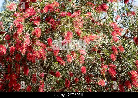 Flaschenbürsten haben einen zylindrischen roten Pinsel wie Blumen, die einem traditionellen Flaschenbürsten ähneln. Stockfoto