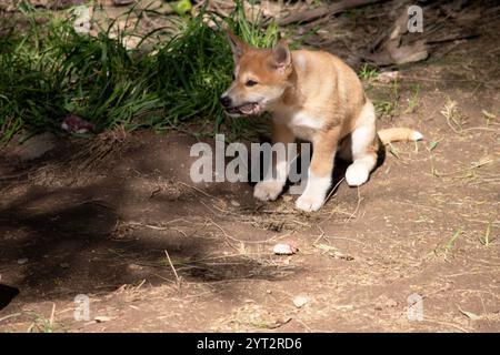 Dingos haben in der Regel einen Ingwermantel und die meisten haben weiße Markierungen an den Füßen, der Schwanzspitze und der Brust. Stockfoto