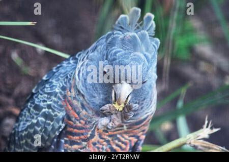 Der männliche Bandenpapagei hat einen kleinen, kräftigen Kakadu mit einem schroffen grauen Wappen, großen, breiten Flügeln und einem kurzen Schwanz Stockfoto