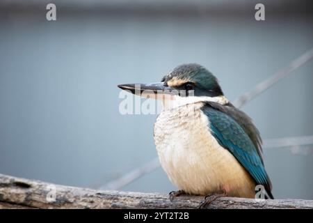 Der verängstigte eisvogel hat einen türkisblauen Rücken, einen türkisblauen Rumpf und Schwanz, weißes Unterteil und einen breiten cremefarbenen Kragen. Stockfoto