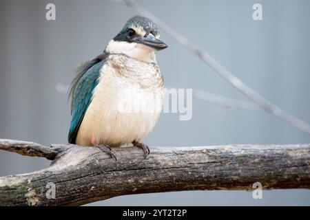 Der verängstigte eisvogel hat einen türkisblauen Rücken, einen türkisblauen Rumpf und Schwanz, weißes Unterteil und einen breiten cremefarbenen Kragen. Stockfoto