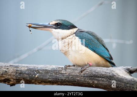 Der verängstigte eisvogel hat einen türkisblauen Rücken, einen türkisblauen Rumpf und Schwanz, weißes Unterteil und einen breiten cremefarbenen Kragen. Stockfoto