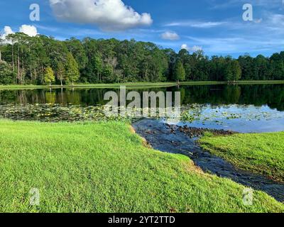 Forrest in der Stadt Stockfoto