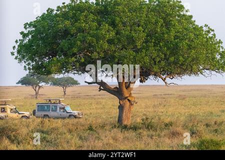 Serengeti Nationalpark, Tansania - 1. August 2024. Ein Leopard (Panthera pardus) steht auf dem Stamm eines Baumes in der Serengeti, Tansania. Sein wendiger Körper hält ein ausgewogenes Gleichgewicht, seine Krallen greifen die Rinde, während sein geflecktes Fell sich im Kontrast zum Baum abhebt und Kraft und Anmut zeigt. Stockfoto