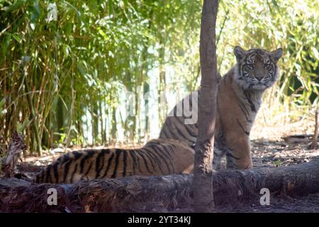 Tigerjungen haben ein goldenes Fell mit dunklen Streifen, der Tiger ist die größte Wildkatze der Welt. Stockfoto