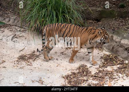 Tiger haben ein rot-orangefarbenes Fell mit dunklen Streifen, der Tiger ist die größte Wildkatze der Welt. Dieser Tiger kümmert sich um ihr Junges Stockfoto