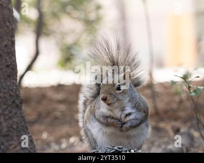 Äußerste Nahaufnahme eines Grauen Eichhörnchens, das steht und der Kamera zugewandt ist. Fotografiert auf Augenhöhe mit geringer Schärfentiefe. Stockfoto
