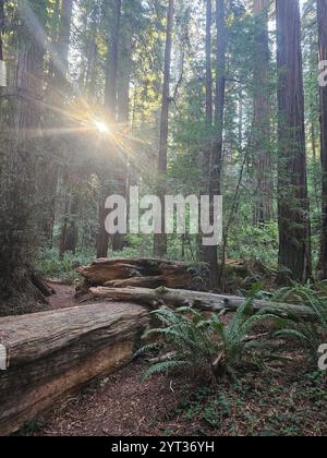 Majestätischer Mammutbaumwald mit hoch aufragenden Bäumen, üppigen Farnen und sonnendurchfluteten Pfaden, die eine ruhige natürliche Atmosphäre schaffen. Eine perfekte Darstellung von unberührtem wilde. Stockfoto